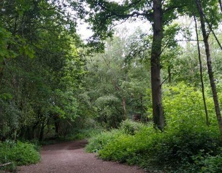 These woods offer a network of walking trails through ancient woodland, with plenty of sights and smells to keep your dog entertained