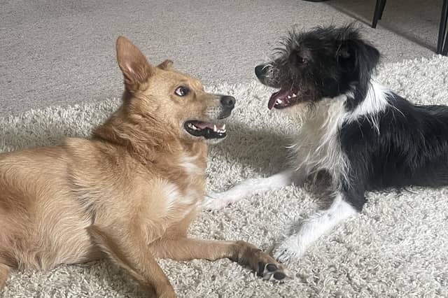 Dolly (left) and Arthur (right)