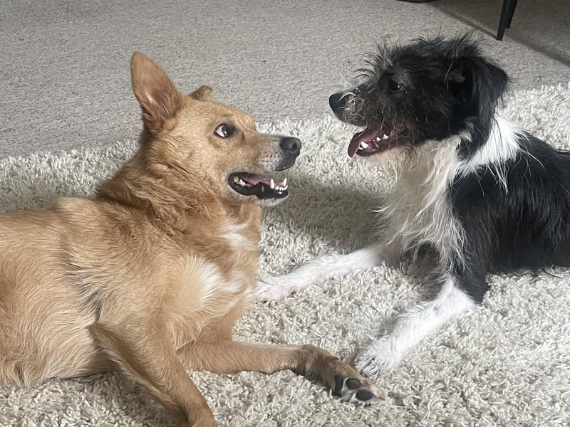 Dolly (left) and Arthur (right)