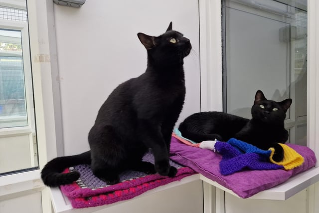 "Baloo is a confident chap who is looking for a home with his sister Luna who is a little nervous. They would require an adult-only home complete with garden access."