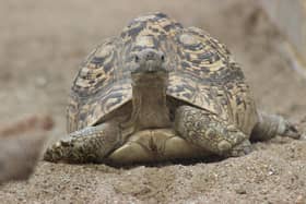 Tilgate Nature Centre contributes to turtle and tortoise conservation research