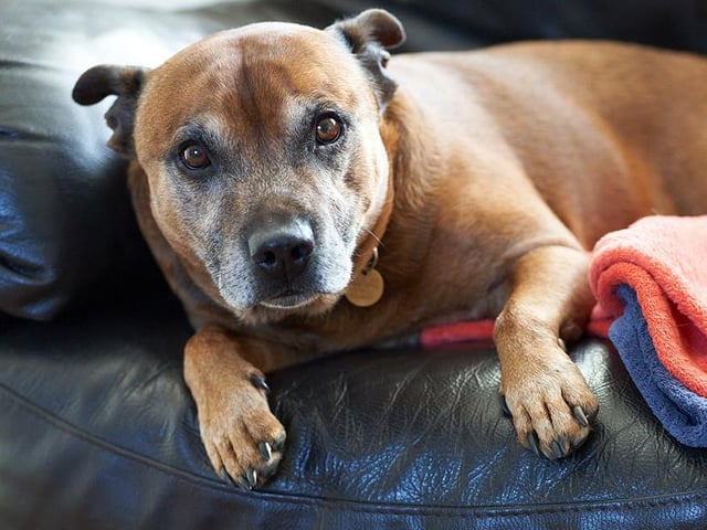 Molly and Bear have been waiting for a home for more than a year. While they have spent their time in foster together and ideally would stay together, the rescue feels that they could be rehomed separately due to them having very different needs. Bear could be homed with someone who is around all the time as he has separation anxiety and can be lead reactive to other dogs.