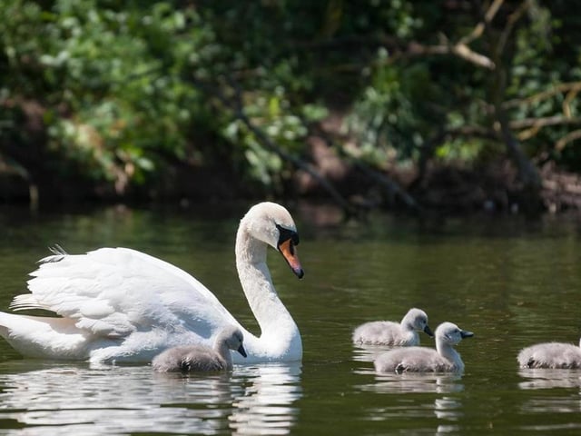 If it's peace and tranquillity you're seeking this weekend, a trip the Swan Sanctuary at Reg Taylor's Garden Centre in Normanton, just outside Southwell, wouldn't be a bad idea. The nine-acre sanctuary, which encompasses five beautiful lakes in vast parkland, is magical and unique. With an array of shrubs and trees, every turn of the path is a journey of discovery.