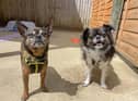 Tilly and Lulu, an adorable duo at Dogs Trust Shoreham, are looking for a home.