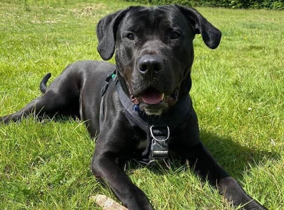 One-year-old Cane Corso Kodak came into the care of the RSPCA’s Mount Noddy Animal Centre after being rescued by the charity’s inspectors and has now spent six months patiently waiting at the centre