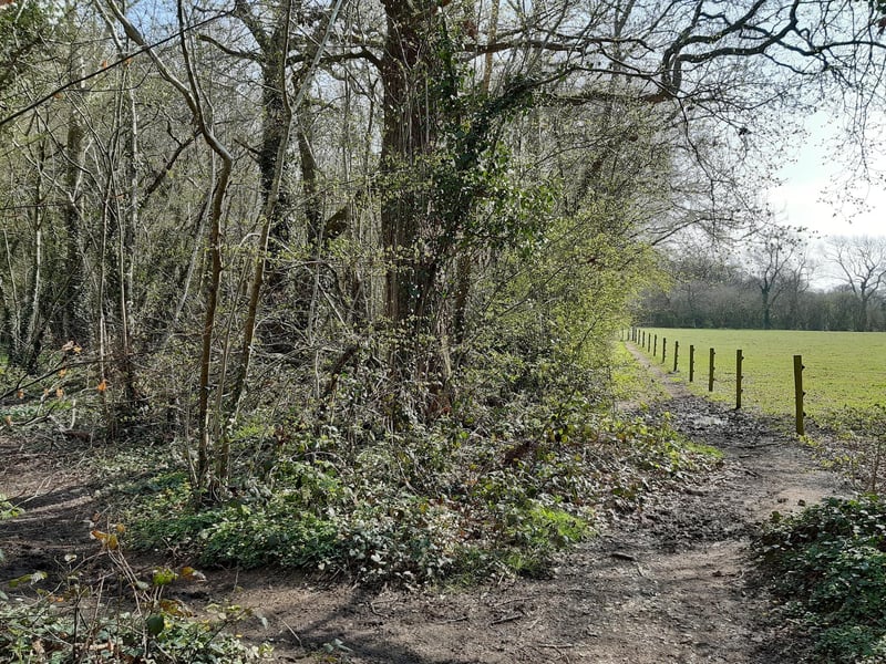 You will see a path through the woods on your left but carry on past it to follow the path along the line of the fence, with the field to your right.