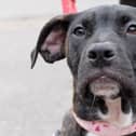 Athena came into rescue as part of a litter of 12 puppies who were a welfare case. She is one of the last two puppies to find a home. Athena has been described as affectionate, dog-friendly and fun. She likes to give gentle kisses and takes treats very gently.