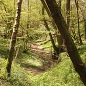 An ancient woodland ghyll - High Weald and Wadhurst