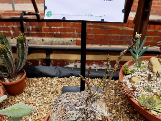 Strange plant: The Caudex root succulent.