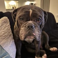 Sussex and Surrey dogs: 14 adorable dogs seeking loving homes - including Akitas, Lurchers and a Bulldog