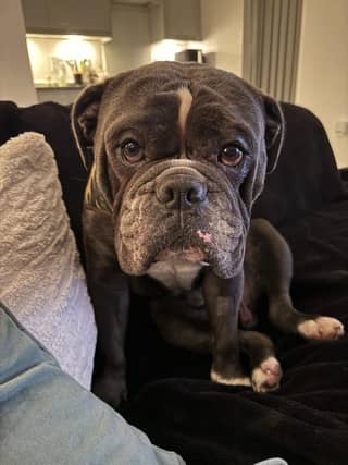 Frank has been described as 'a great companion with lots of character'. He is calm and gentle, and is a 'pleasure to walk', according to Rescue Remedies. The charity said he found himself in kennels through not fault of his own, and has previously lived with another dog and cat. He understands 'sit', 'steady' and 'no', and his housetrained. He enjoys playing with his toys. Frank's foster carer said he was 'the perfect house guest'.