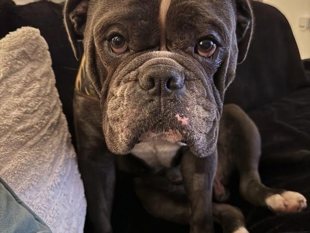 Frank has been described as 'a great companion with lots of character'. He is calm and gentle, and is a 'pleasure to walk', according to Rescue Remedies. The charity said he found himself in kennels through not fault of his own, and has previously lived with another dog and cat. He understands 'sit', 'steady' and 'no', and his housetrained. He enjoys playing with his toys. Frank's foster carer said he was 'the perfect house guest'.