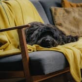 A West Sussex charity is encouraging dog owners to ‘prepare now’ for firework season. Photo: Dogs Trust