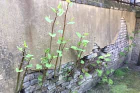 Japanese knotweed. Picture: Environet