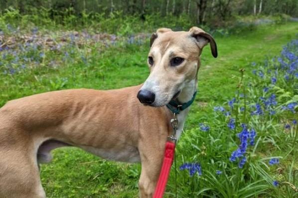 Nugget would best suit a home with another dog to ease any anxieties. He is full on with other dogs so ideally needs a calm but firm canine female friend. He is a little needy so would benefit from someone at home a lot of the time, who can build up his confidence. He cannot live with cats, small animals or children under 12.