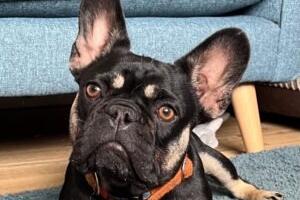 Ruby is an 18-month-old female French bulldog at Brighton Animal Centre in Braypool Lane.