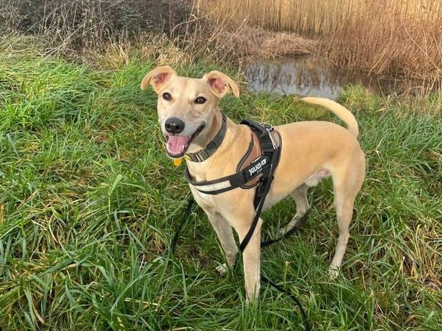 Harry is an energetic lurcher who is seeking equally active adopters. He adores the company of his favourite humans so would like a family who could dedicate lots of their time to him, while supporting him with his training. He will need to be the only pet in a home where the youngest family members are in their older teens. It is essential that he has a garden of his own to burn off some steam and enjoy an off-lead run around. Harry's new home must be situated within an hour's drive to the Shoreham rehoming centre so that he can check out his new home on a few day visits before he packs his bags for good.