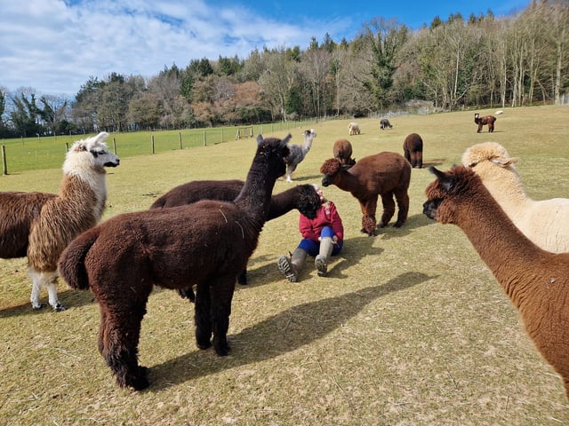 Peta and Bruce Ives believe they were the first people in the world to offer alpaca walking to the public