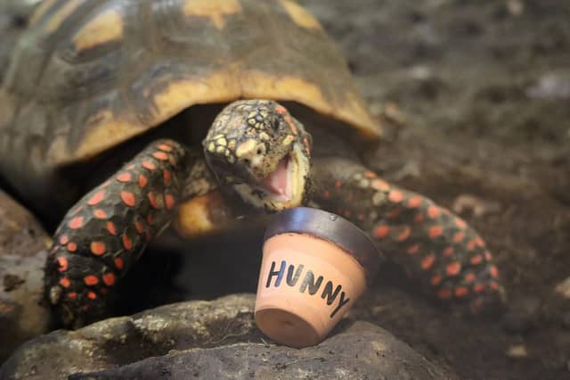 Eagle the Tortoise celebrating with his honey pot
