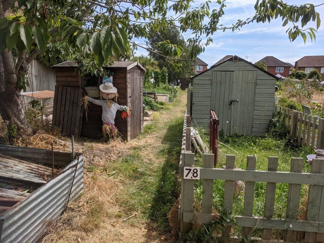 Allotments in Honey Lane, Angmering