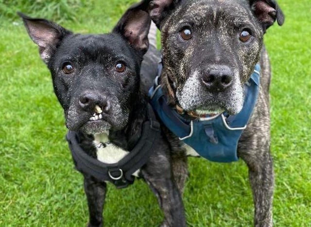 Fidget and Theo- Staffordshire Bull Terrier- Brighton Animal Centre
