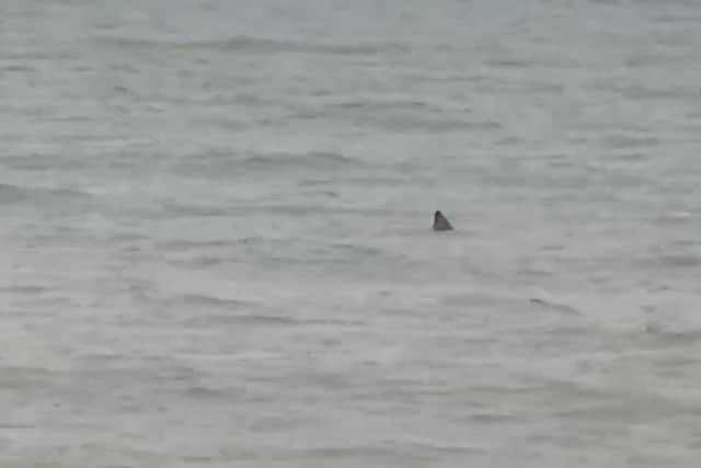 Video footage emerged of what appeared to be shark fin off the coast at East Preston - but experts have disputed this. Video courtesy of Ben Colbourne
