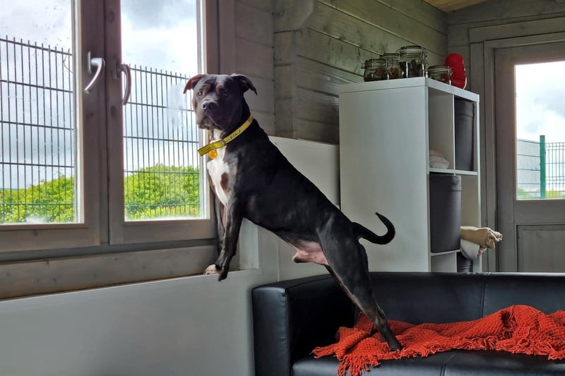 The sweet Staffordshire Bull Terrier cross is full of excitable energy and would suit active adopters who share his enthusiasm for enriching, long walks, and who are confident in managing his size and strength.