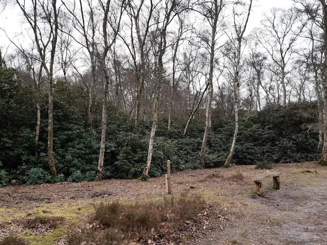 There is lots to explore. I completed this walk in March 2023 and saw the rhododendrons, bluebells and heathers soon to bloom.
