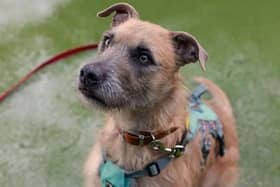 Dogs Trust Shoreham is urging anyone with a ‘dog-shaped hole in their life’ to consider adopting one of the Lurchers in their care.