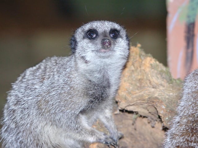 Knockhart Adventure Park has tonnes to offer with a petting farm & owl sanctuary, plus waterslides, rowing lake & soft play.