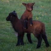 Lambs at Findon