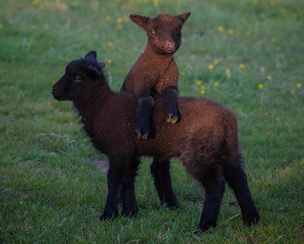 Lambs at Findon