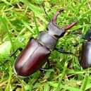 A male stag beetle (L) next to the smaller female (R)