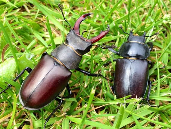 A male stag beetle (L) next to the smaller female (R)