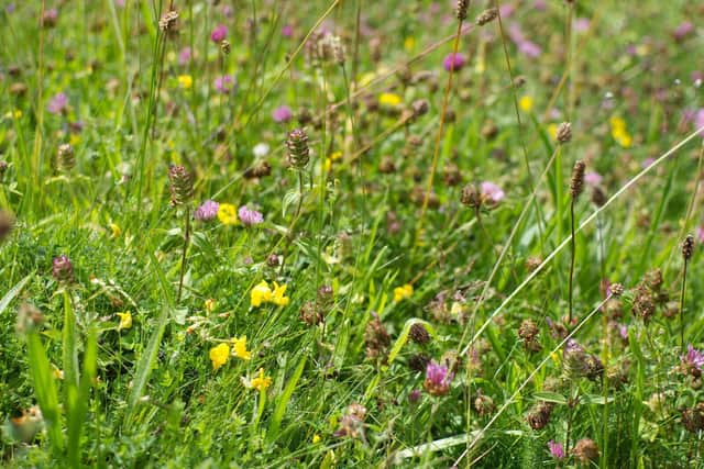 Chalk Grassland Meadow Flowers