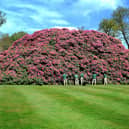The monster rhododendron in the grounds of the South Lodge Hotel near Horsham is pictured when it was just a 'baby' back in 2017. Pic Steve Robards  SR1707293