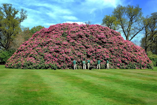 The monster rhododendron in the grounds of the South Lodge Hotel near Horsham is pictured when it was just a 'baby' back in 2017. Pic Steve Robards  SR1707293