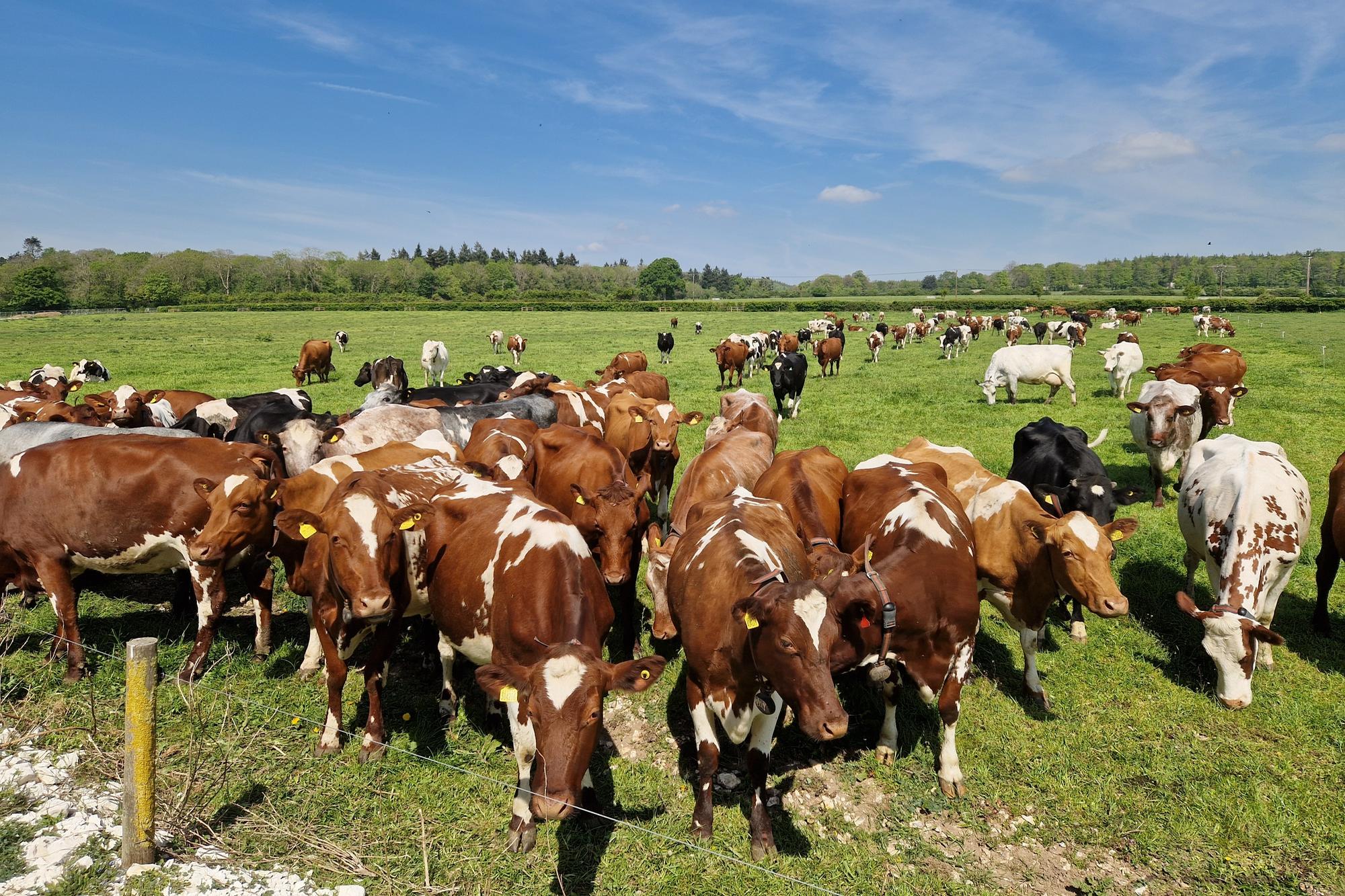 6 farms to visit in West Sussex for Open Farm Sunday