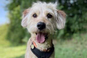 Travis arrived recently from a multi-dog household. His owner had been taken into hospital and was no longer able to care for him. The RSPCA said he had not been living in the best conditions and some of the dogs from the home had quite matted fur that has had to be shaved. Travis is a friendly, affectionate boy who loves attention. He has been very sociable with other dogs so far and we will continue to socialise him while he is with us. Travis is a new arrival and more information will be provided once he has been assessed.