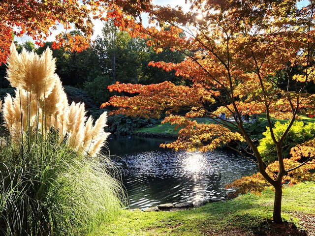 Vivid autumn colour at Sheffield Park and Garden. HR26102605 Pic Hollie Robards/Iconic Media Group