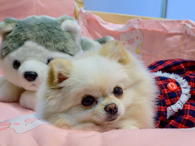 The Pomeranian is a dainty and sweet little lap dog. The Pom often bonds closest to a single owner but can still do well in families. This breed is better with gentle older kids but can adapt to many situations.