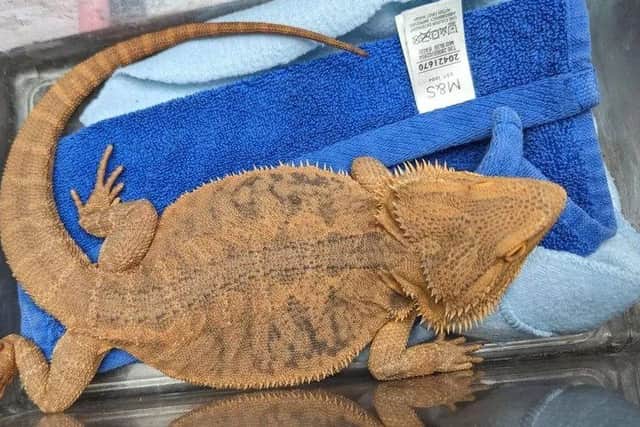 A bearded dragon has been rescued after being found in freezing temperatures at a cricket ground in Sussex.