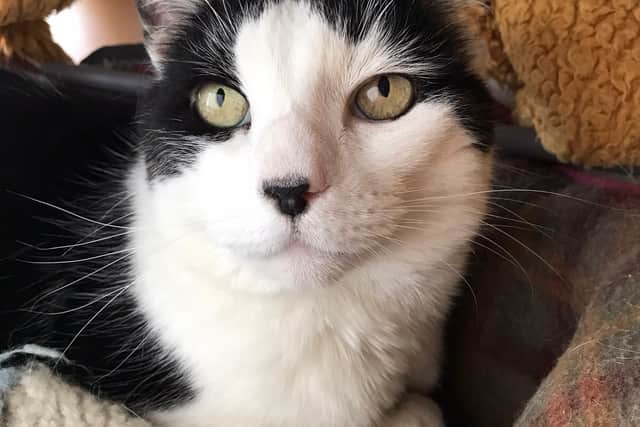 Thomas was handed over to Wadars animal rescue in Worthing is ‘desperate for a new home’, after spending 114 days in the charity’s cattery.