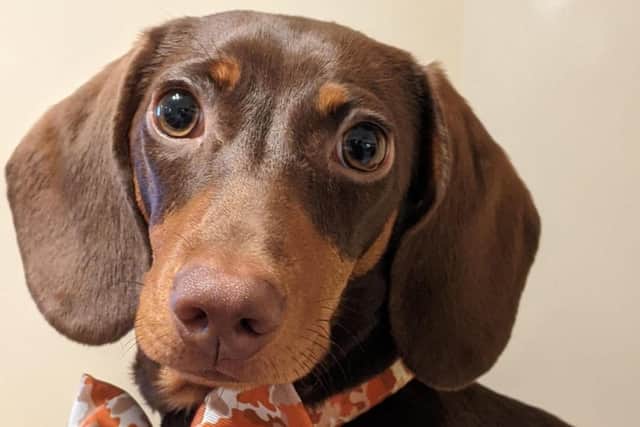 Rosie Parsons sent the Queen a photo of her pet dachshund Ted  'looking smart'