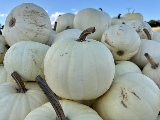 A popular pumpkin patch in Rogate has returned, with visitors invited to pick pumpkins and explore a range of autumn-themed activities.
