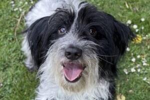 Wendal arrived at the RSPCA from a multi-dog household. He is a friendly boy who likes to sit on your lap for cuddles once he knows you. He enjoys fuss and attention and walks well on the lead. Wendal will need some training and help to build his confidence as he has not experienced much in his previous home. Wendal is sociable with other dogs and could live with another resident dog after suitable introductions. He is looking for an adult home and will need his own garden.