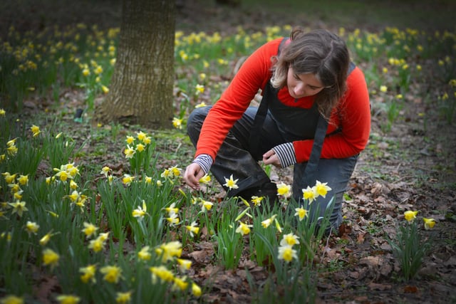 Daffodils in Millennium Avenue in the grounds of Bates Green Garden, Arlington, on February 28 2024.
Gardener Emma Lindsay.
