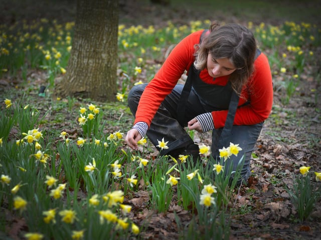 Daffodils in Millennium Avenue in the grounds of Bates Green Garden, Arlington, on February 28 2024.
Gardener Emma Lindsay.