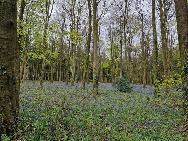 Beautiful bluebells - photographs just don't do them justice!