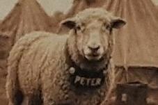Peter the Sheep was the beloved regimental mascot of Lowther's Lambs